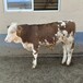 西门塔尔牛三四百斤大母牛要多少钱一头四川养殖场大骨架