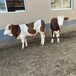 西门塔尔牛400--500斤小牛犊出售辽宁交易市场纯放山牛
