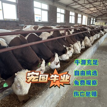 西门塔尔牛过渡基地五六百斤小牛散养肉牛出肉率高