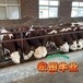 浙江养牛基地西门塔尔牛好养易活四百多斤四代母牛现在什么价
