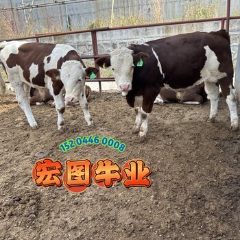 云南宏圖中轉場西門塔爾牛自養(yǎng)自銷2023年牛犢大概要多少錢