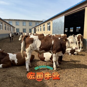 云南宏圖中轉場西門塔爾牛自養(yǎng)自銷2023年牛犢大概要多少錢