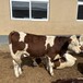 西门塔尔牛中转基地400至500斤母牛散养肉牛体型骨架大