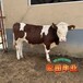 吉林种牛基地西门塔尔牛产肉量高600斤左右小母牛的价格