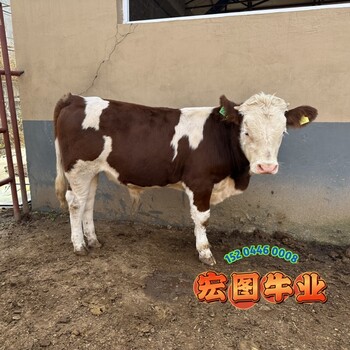 云南宏圖中轉場西門塔爾牛自養(yǎng)自銷2023年牛犢大概要多少錢