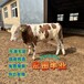 西门塔尔牛600斤左右小母牛多少一头吉林过渡牛养殖场可技术跟踪服务