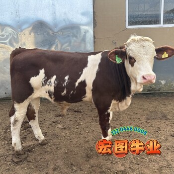 西門塔爾牛400斤的小公牛報價山西肉牛養(yǎng)殖基地體格大脂肪少