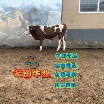 西門塔爾牛400斤的小公牛報價山西肉牛養(yǎng)殖基地體格大脂肪少