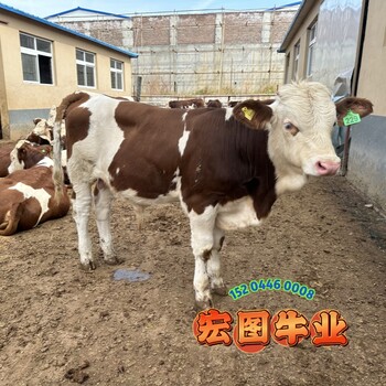 西門塔爾牛400斤的小公牛報價山西肉牛養(yǎng)殖基地體格大脂肪少