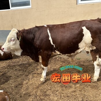 西門塔爾牛400斤的小公牛報價山西肉牛養(yǎng)殖基地體格大脂肪少