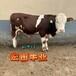 云南大型中转基地西门塔尔牛产肉量高500斤的公牛多少钱一只