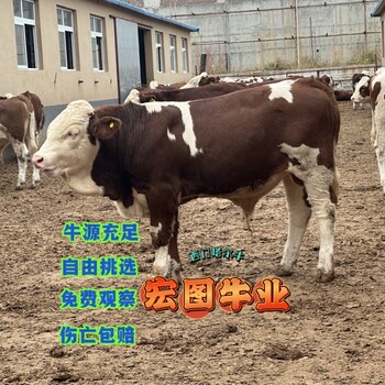 西門塔爾牛大型養(yǎng)牛場8個月牛犢放山架子牛飼養(yǎng)簡單