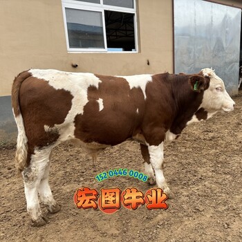 西門塔爾牛大型養(yǎng)牛場8個月牛犢放山架子牛飼養(yǎng)簡單