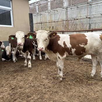 西門塔爾牛大型養(yǎng)牛場8個月牛犢放山架子牛飼養(yǎng)簡單