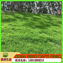 匯鑫定制荒山覆綠植草毯麻椰固土毯河道抗沖刷椰絲毯