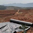 防草布厂家，园艺地布除草布批发厂家，黑色除草布价格图片