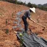 贵州全新材料除草布加工厂茶油果种植园艺地布除草布