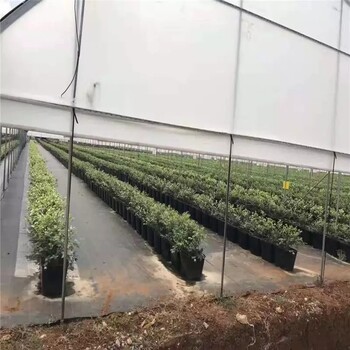 抗氧化防草布如何铺设？打孔防草布价格，PP防草布价格