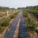 四川防草布厂家，葡萄园抗氧化防草布能用5年，除草布价格