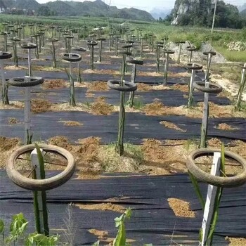長沙可降解防草布使用方法，柑橘用pe防草布廠家電話和地址