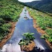 四川防草布厂家，广东火龙果抗氧化防草布价格，除草布价格