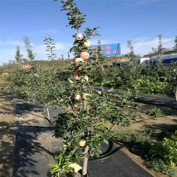 云浮防草布廠家電話，果園防草布多少錢一米，陜西防草地布廠家
