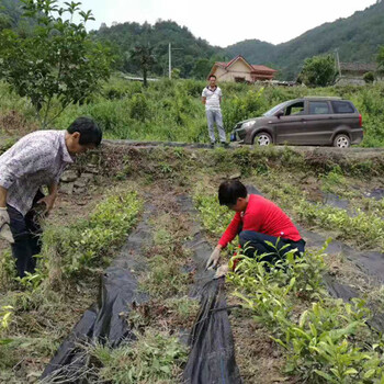 凌云县防草布厂家电话，防草布价格多少钱，黑色地布一米的价格