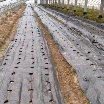 常山防草布一平價格，浙江除草布廠家，常山縣蓋草布價格
