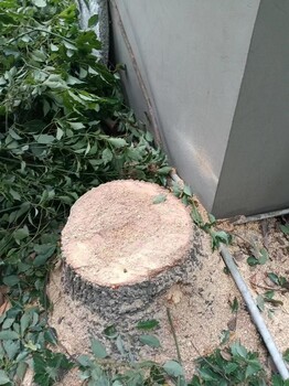 寧波園林樹木砍伐