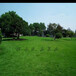 河南洛阳销售护坡草种高羊茅草坪种子园林绿化植草道路护坡