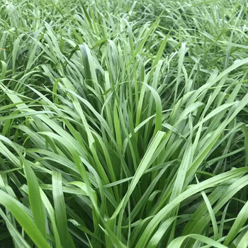 四川內江護坡草種黑麥草公路護坡種子黑麥草