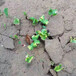 新疆固沙剂防风固沙剂棉花护苗防沙荒漠植树种草
