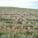 陕西固沙剂农田固沙剂植物防风护苗沙漠治理植树绿化
