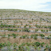 阿勒泰固沙劑防風固沙劑農田防風護苗環保