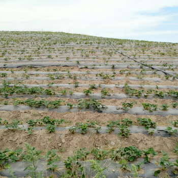 陕西固沙剂农田固沙剂植物防风护苗沙漠治理植树绿化