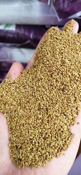遼寧沈陽(yáng)草坪種子護(hù)坡草種披堿草耐旱耐寒耐堿耐風(fēng)沙