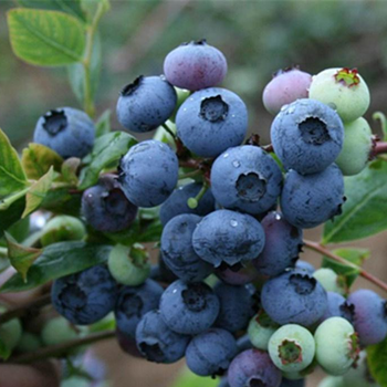 藍莓清關資料及流程