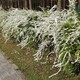 珍珠梅1