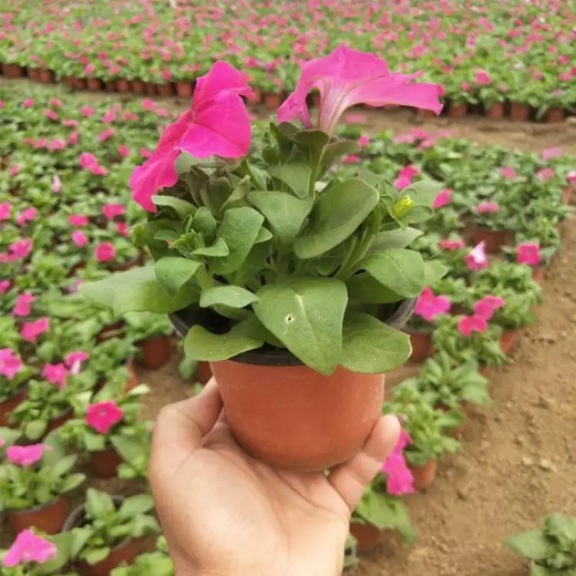 矮牽?；ɑ芊N子種苗供應