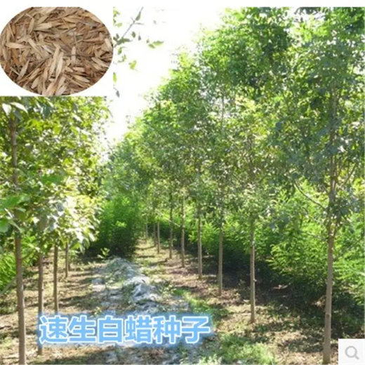 白蠟新種子我處發(fā)貨全國(guó)