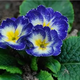 報春花藍(lán)花