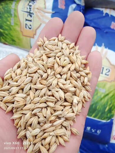 供应品种型大麦种子耐寒性强