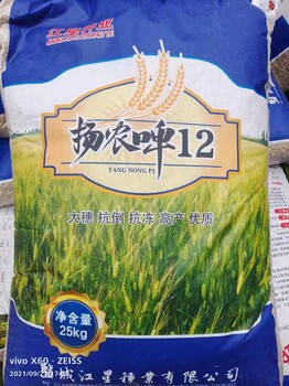 供应大麦种子国标大麦种子种植季