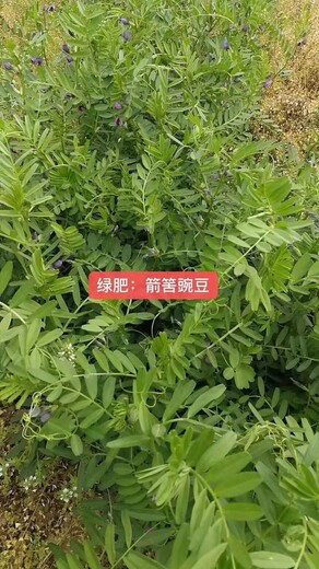果園綠肥種子批發(fā)供應全國市場