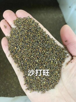 沙打旺草种子质量好发芽率高