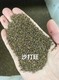 沙打旺種子
