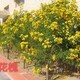 黃花槐1