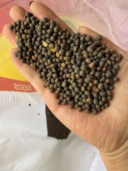綠肥藍(lán)花苕子種子秋季種植
