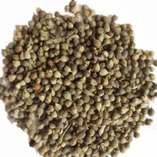 批發(fā)荊條種子質(zhì)量好價格便宜