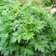 艾草